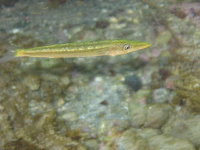 Sphyraena sphyraena.jpg